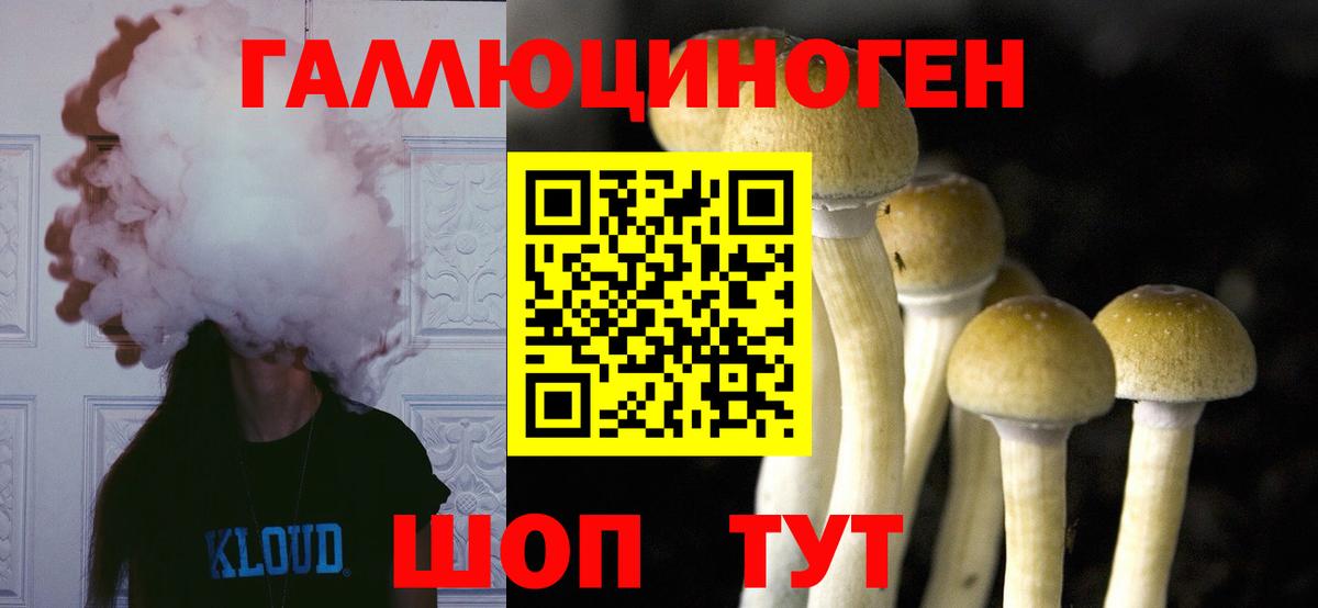 купить закладку  Вход с VPN  Курчалой  Галлюциногенные грибы Psilocybine cubensis 